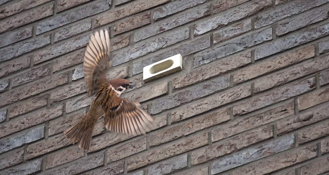 Kant-en-klaar gevels_vogelsteen